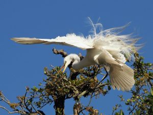 Great egret coming in for landing in tree, wind ruffling feathers on spread wings