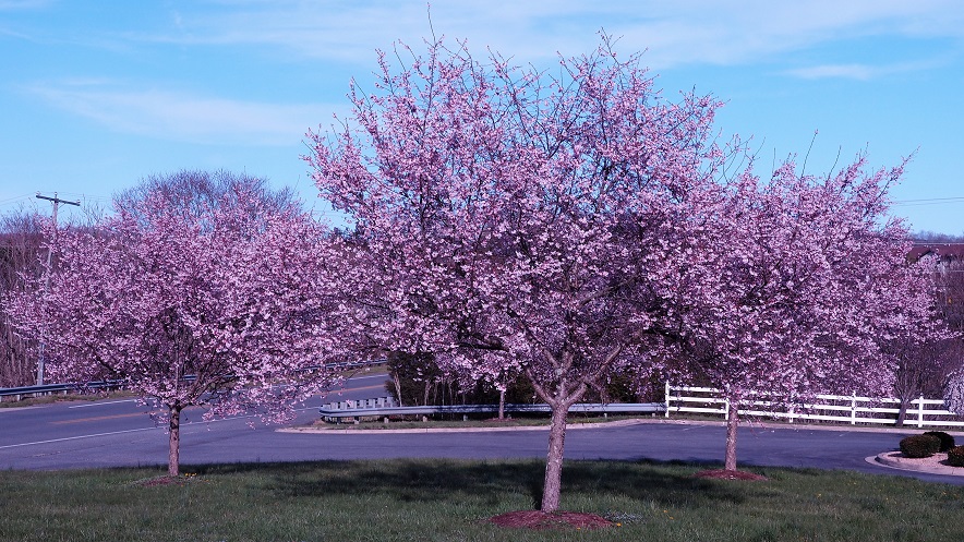 Four crabapple trees in full bloom.