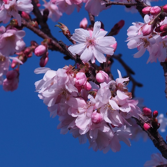 Close-up of blossoms on flowering crab