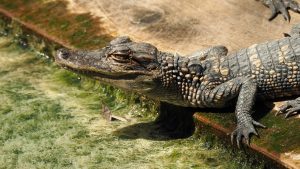 Baby alligator poised on edge of wooden decking around pond
