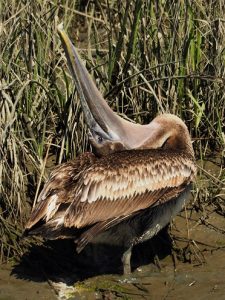 Pelican rubbing top of head on back