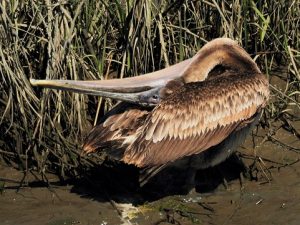 Pelican with head flat against back.