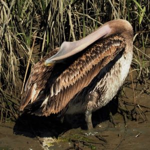 Pelican with neck bent completely flat against back.