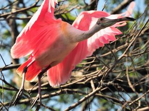 Roseate spoonbill in flight