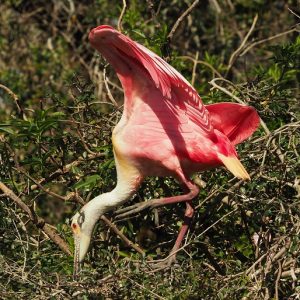 Roseate spoonbill standing in a tree, wings flared