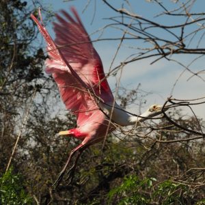 Roseate spoonbill in flight