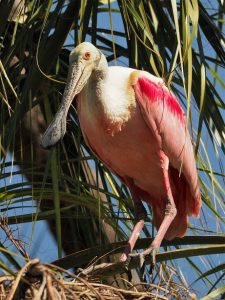Roseate spoonbill sitting in a tree, wings folded