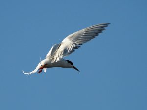 Side view od Forsters tern, wings spread over head