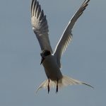 Forsters tern with wings straight up, over head