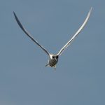 Forsters tern with wings angled upwards.
