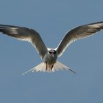 Forsters tern with wings hunched like Dracula's cape