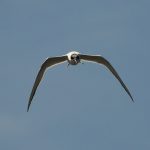 Forsters tern with wings spread sideways and down