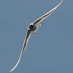 Forsters tern, caught almost vertical with wings spread