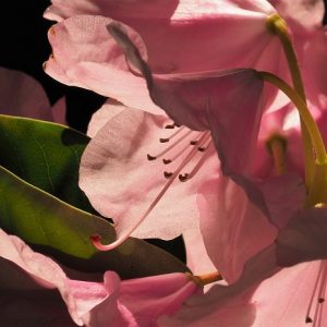 Close-up of single pink azalea blossom