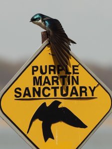 Tree swallow perched on sign for purple martin sanctuary