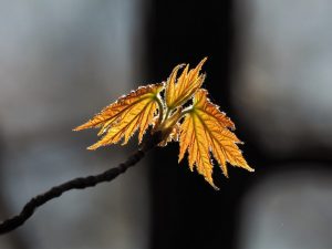 New leaves backlit by sun in forested area.