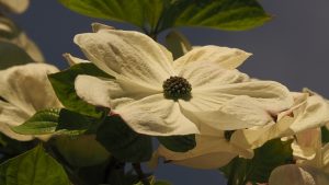 Close-up of single white dogwood blossom