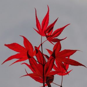 Cluster of new leaves on Japanese maple