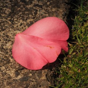 Single pink magnolia blossom on edge of sidewalk and grass