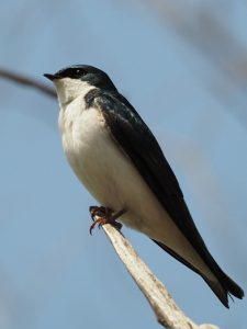 Profile view of tree swallow