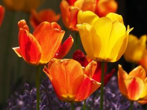 Yellow and orange tulips in sunlight