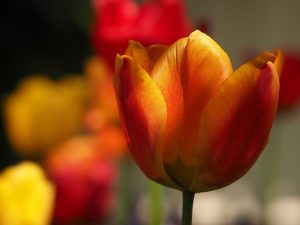 Close-up of single orange and yellow tulip