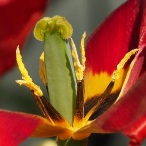 Stamens from blown tulip