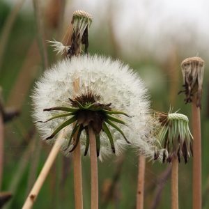 Dandelion in full seed