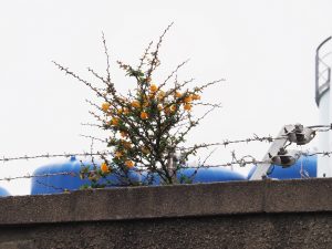 Gorse growing up through razor wire atop concrete wall