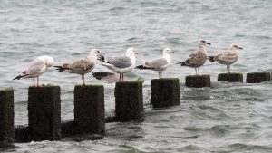 Gulls sitting on Aberdeen breakwater