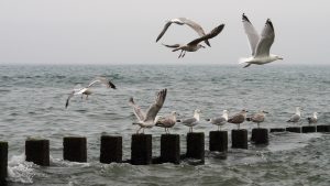 Gulls lifting off from breakwater