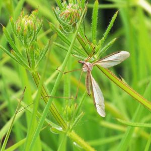 Long-legged flying insect against bright-green foliage