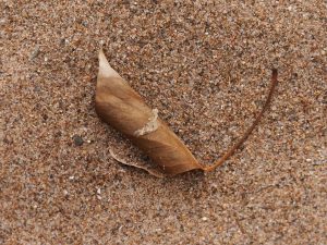 Rolled-up leaf on Aberdeen beach