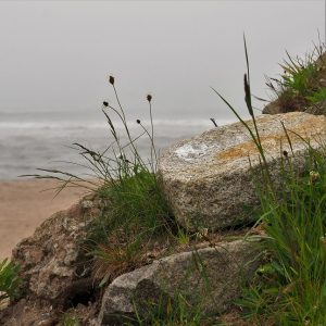 Rocky shoreline in fog.