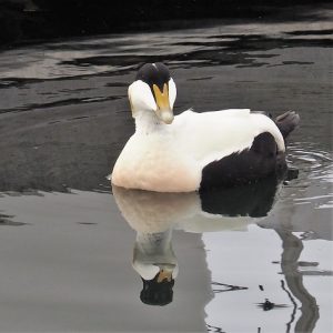 Male common eider, reflected in water
