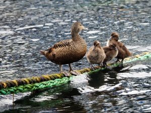 Female common eider with three chicks