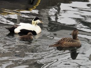 Common eiders: male, female, chick