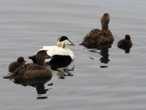 Gaggle of common eiders, 1 male, 2 females, and 2 chicks