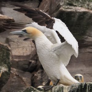 Gannet with wings flared
