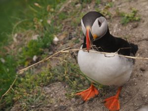 Puffin with nesting material in beak