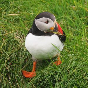 Puffin walking without looking where going