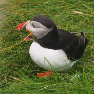 Puffin with beak open