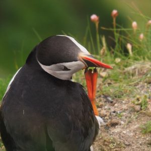 Puffin scratching beak with foot