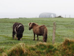 Shetland ponies in the foreground; Dore Holm in the background