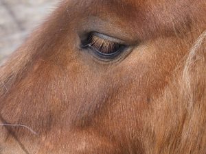 Close-up of Shetland pony