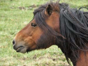 Head shot of Shetland pony