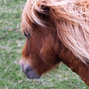 Close-up of Shetland pony