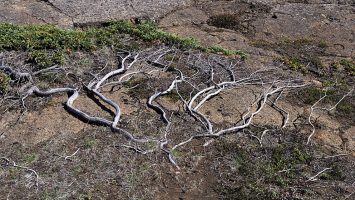 Ground-hugging tree in Iceland lava field