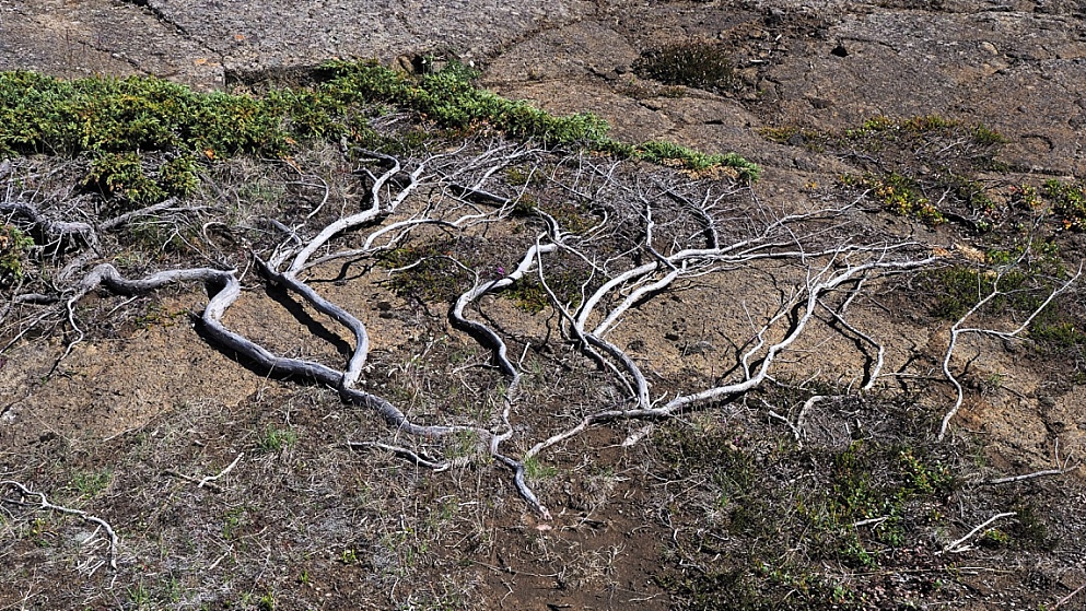Ground-hugging tree in Iceland lava field