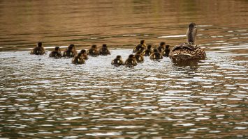 16 ducklings and their mother head off into the sunset